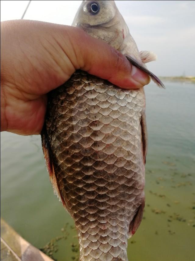 鱼不咬钩并不怕，只要记住这几条，变被动为主动