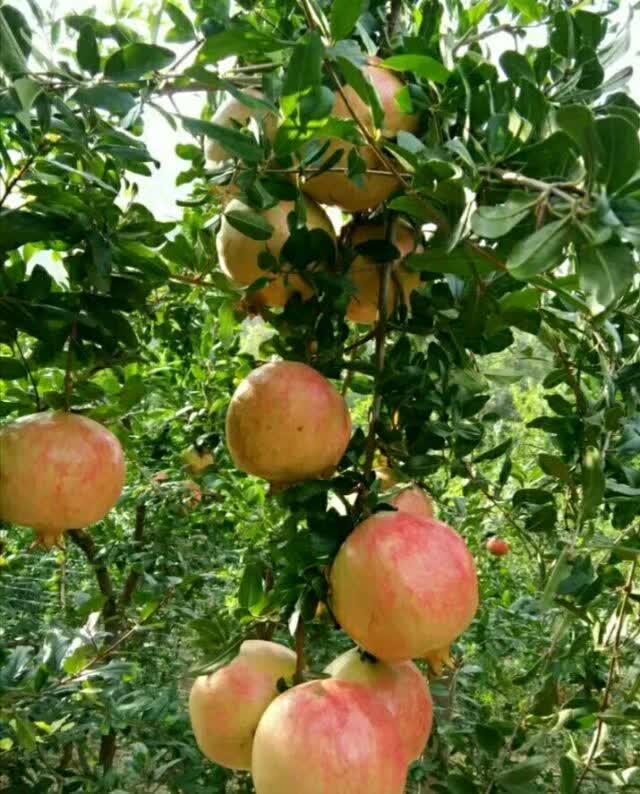 突尼斯软籽石榴哪个品种最好,突尼斯石榴与大红袍石榴区别