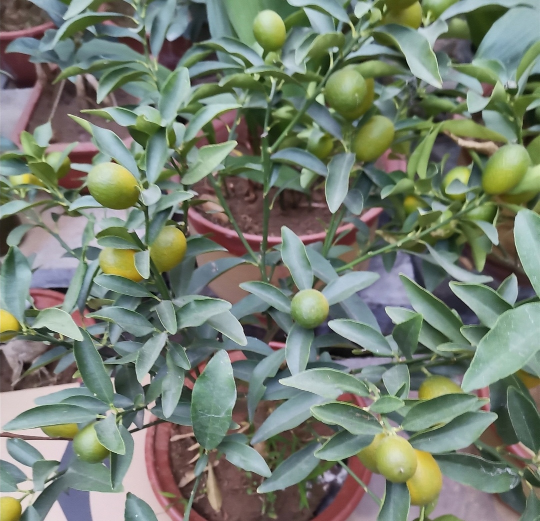 家庭养金桔施什么肥料,家庭养金桔的正确方法