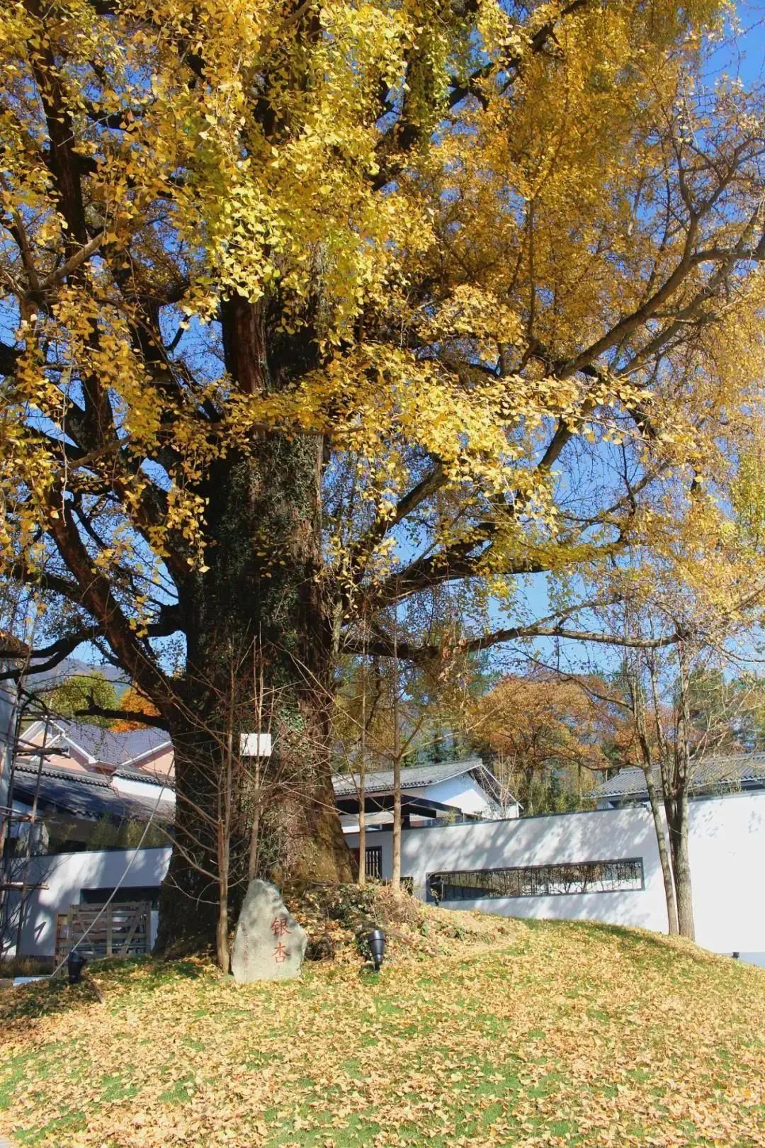 满地尽是黄金叶!来余杭及周边这几个地方,享受限定的初冬浪漫吧