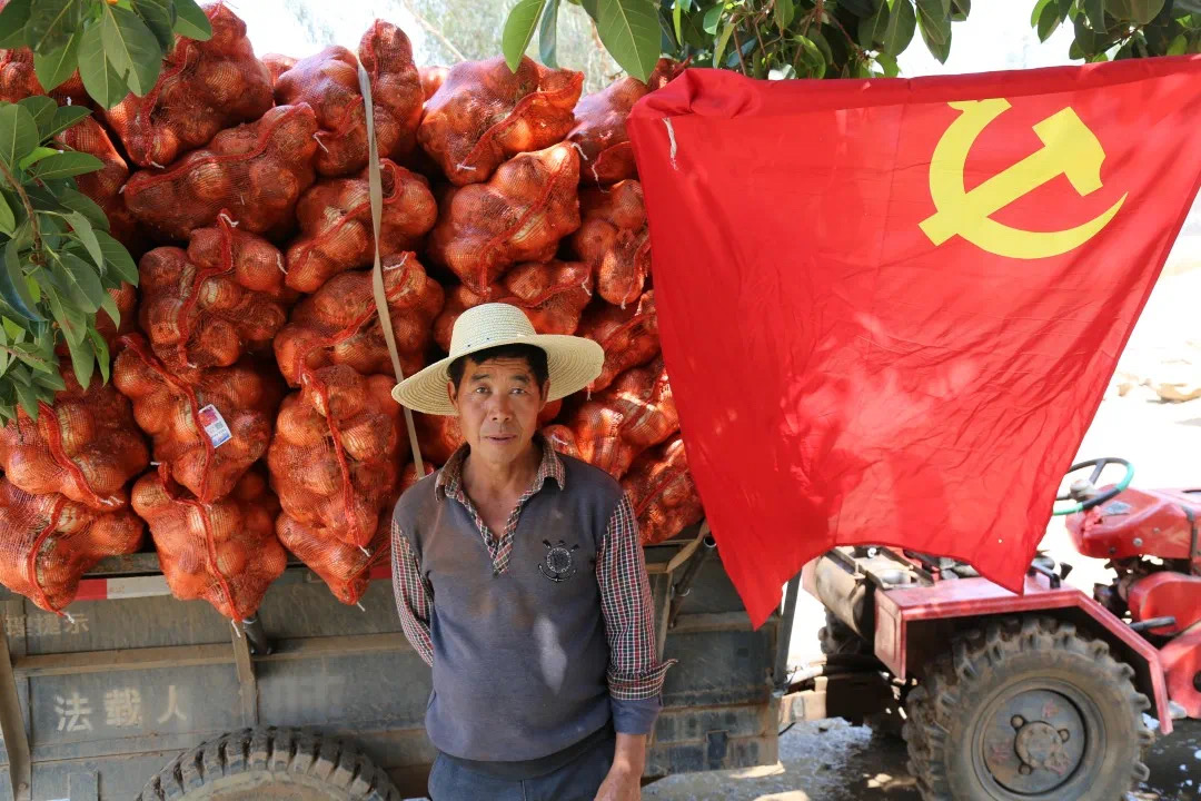 300吨洋葱滞销菜农急盼销路,求助洋葱滞销种植户盼客商