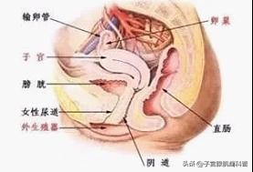 盆腔积液5.5*2.6怎样治疗,盆腔积液25mm严重吗要治疗多久