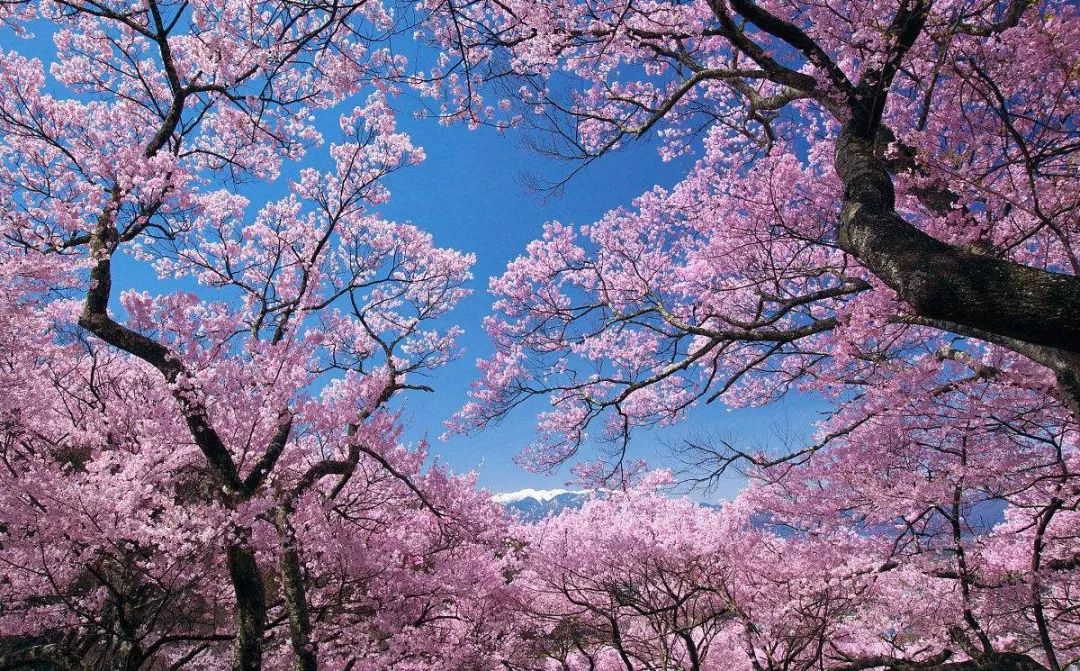 日本国简介,日本面积相当中国哪个省