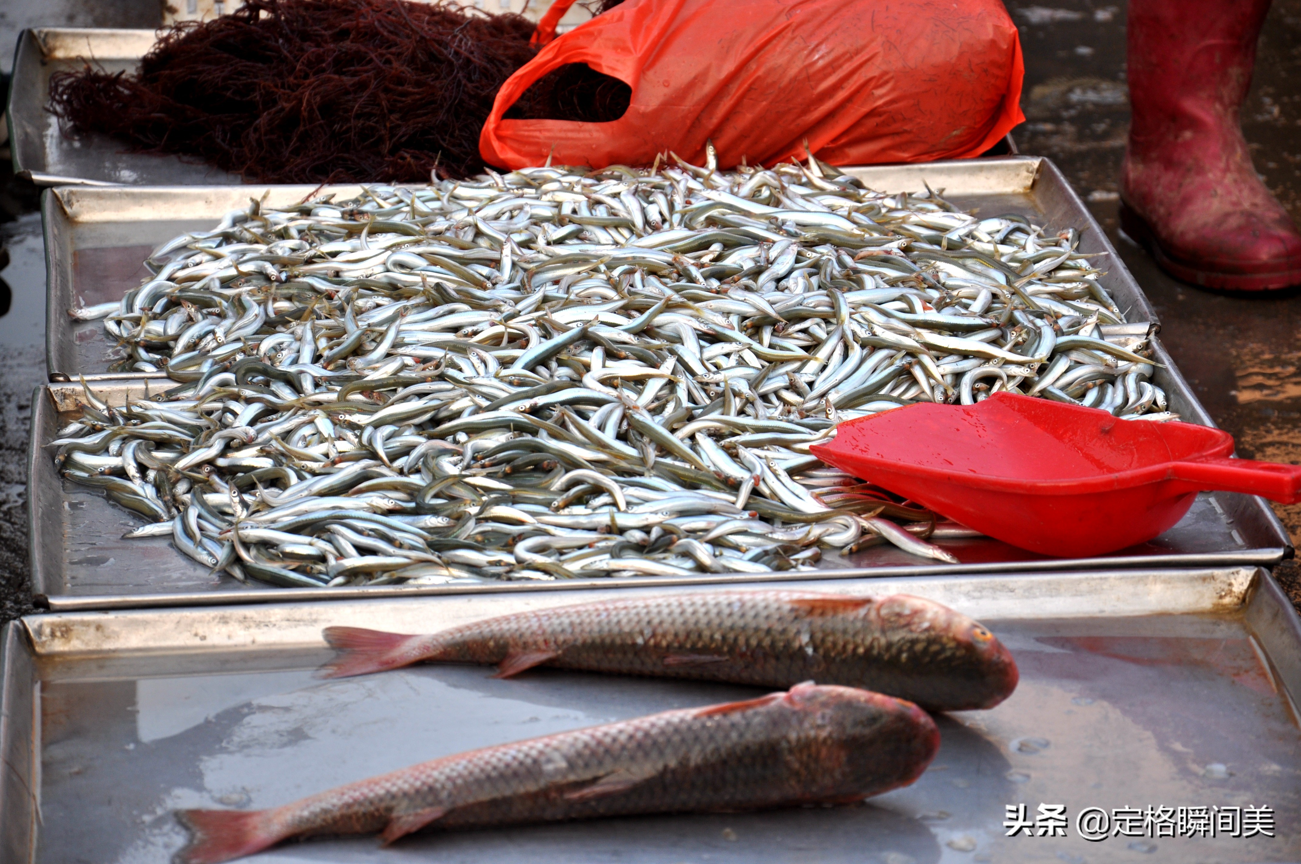 好养殖的海货,最新野生海货
