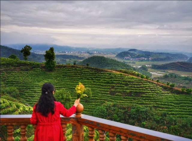 江西靖安最好的茶园,靖安高山白茶茶园