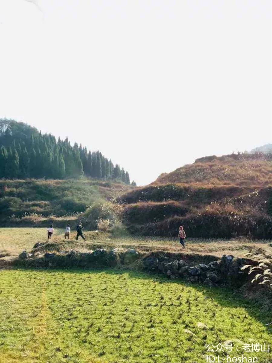 秋风起乌桕红,秋风起刘禹锡