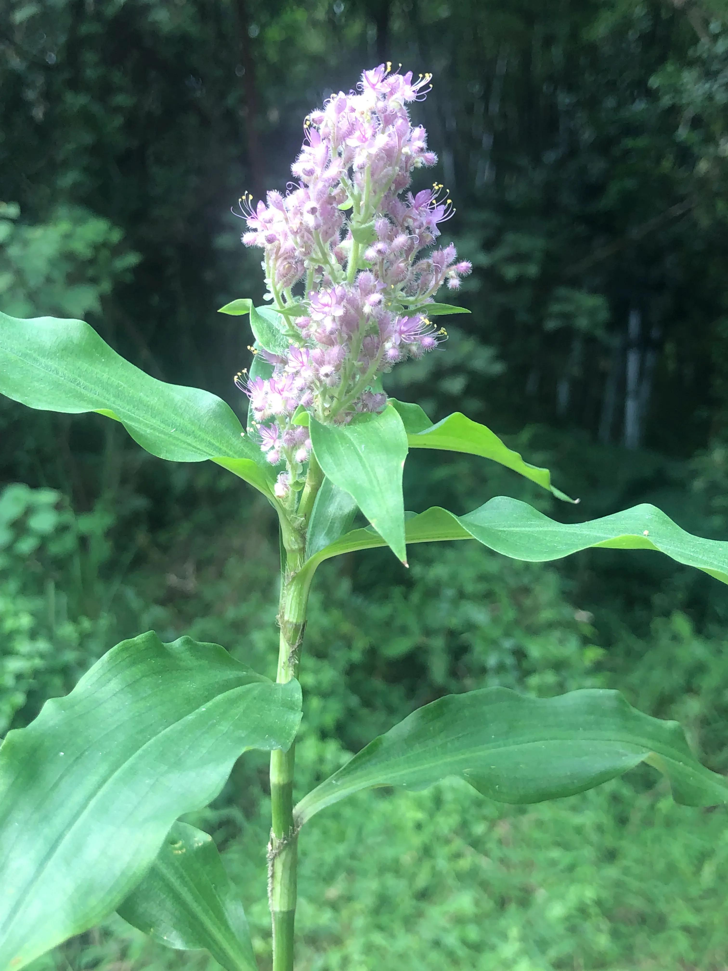 深山野岭野生植物,深山老林野菜植物