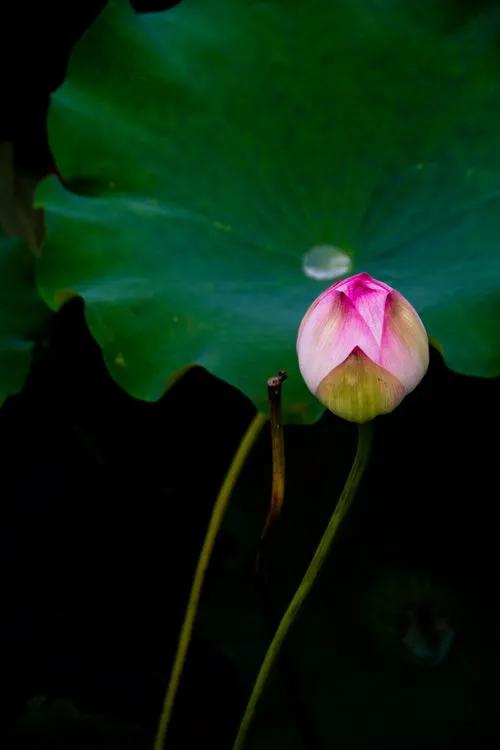 残荷虽败风骨犹存文案,残荷虽败能听雨