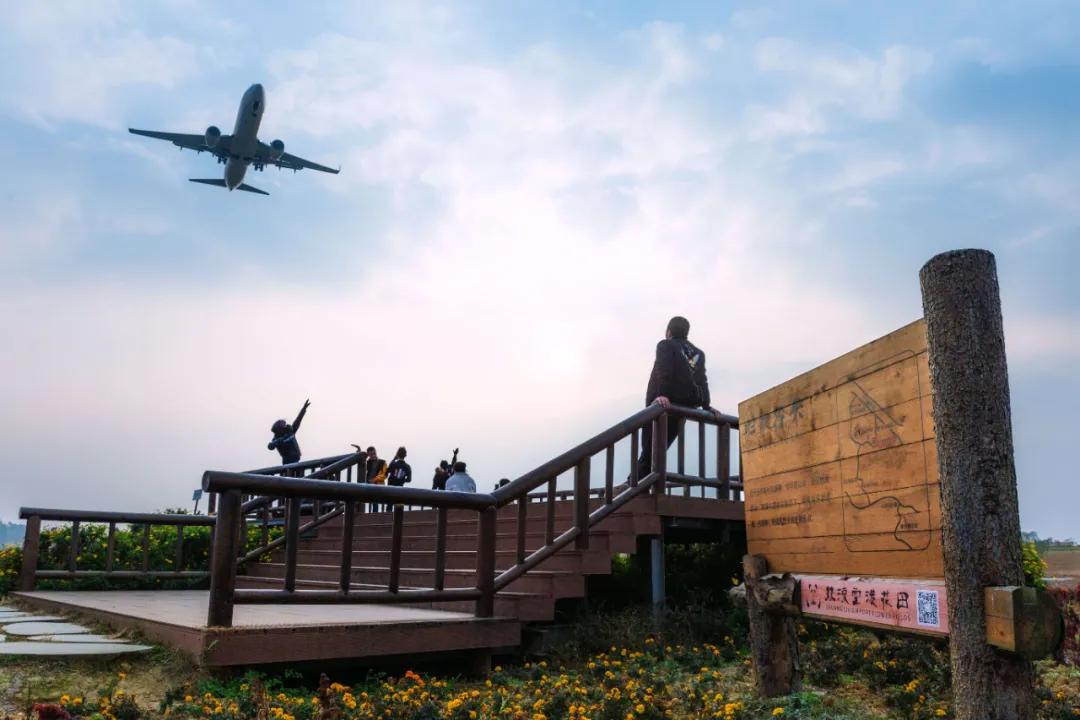 在空港花田里怎么拍照好看,每张都是屏保