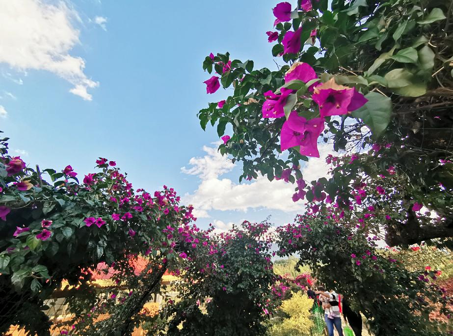 了解西双版纳的风俗和民族文化,西双版纳哈尼族特色民族文化