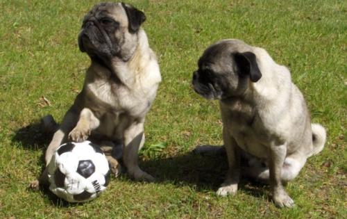 如果你有一只巴哥犬，那么不妨看看这篇文章，或许会收获许多