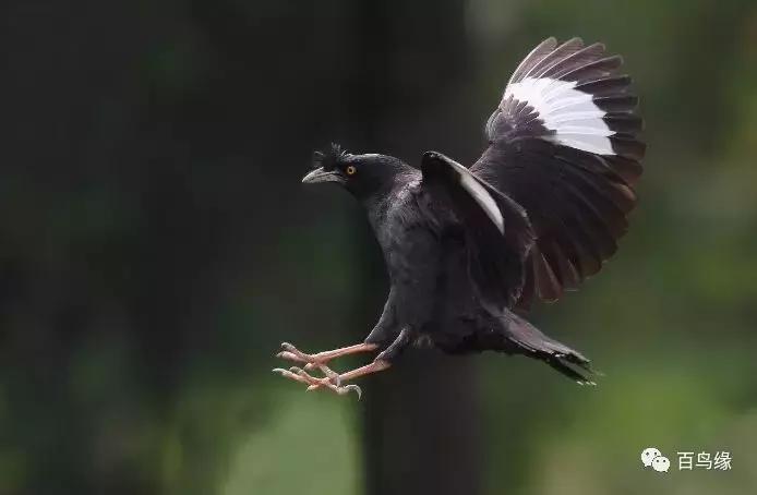 鹩哥和八哥寿命,八哥和鹩哥繁殖