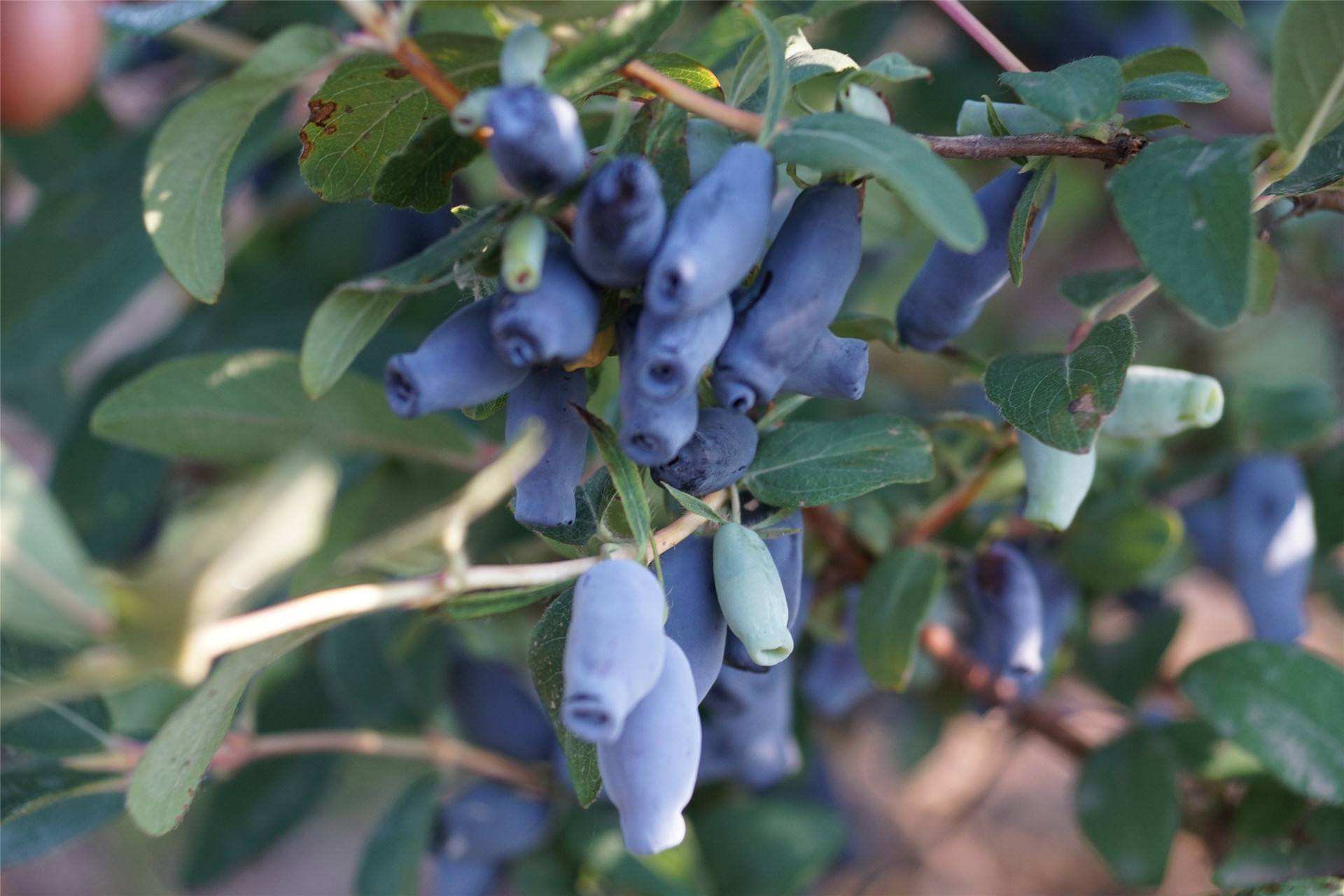 古人为什么要开辟印度航路,1498年达伽马船队到达印度