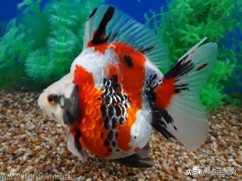 生命力最大的金鱼品种有哪些,十大最好的金鱼品种