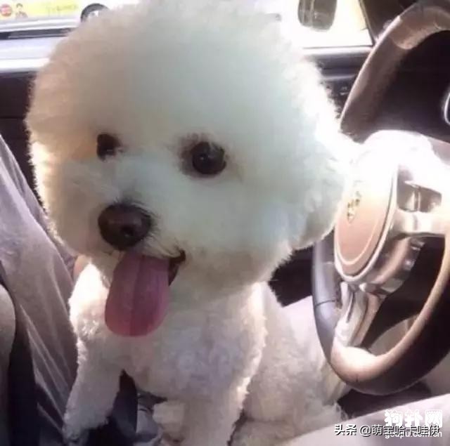 比熊犬厕所推荐,比熊犬怎么训练详细教程