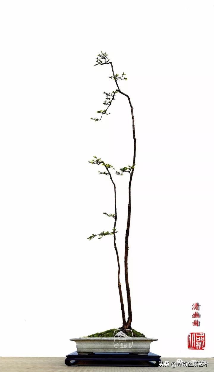 双干树,双干型果树