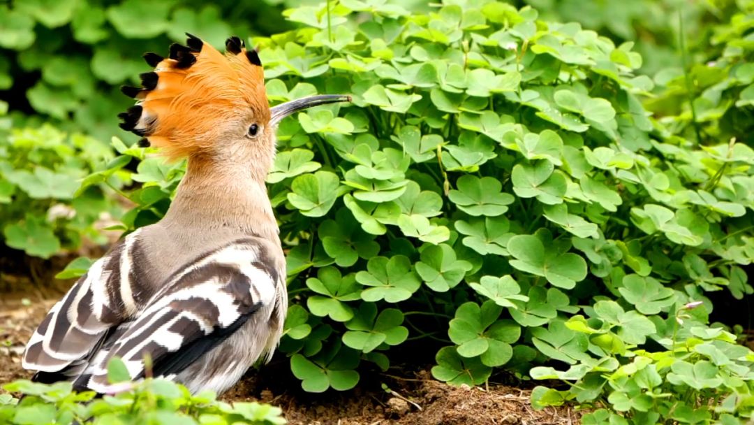 閮戝窞椋為笩瀹跺洯鍥剧墖澶у叏,閮戝窞椋為笩瀹跺洯椋庢櫙