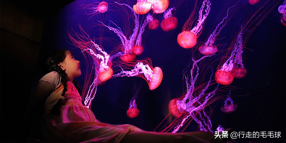 迪拜神秘海底世界,迪拜神奇的海底世界