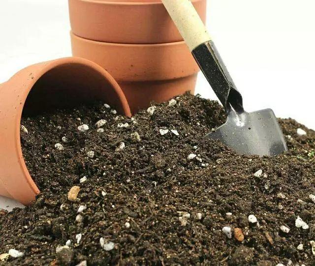 没去过荷兰?就养盆“国花”郁金香,一样享受异域美,比香水还香