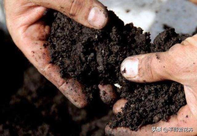 12月底，学会自制3种“营养土”，来年换盆肥效足、土壤疏松透气