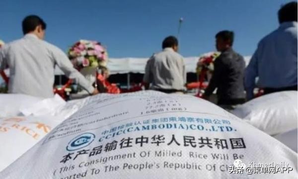 柬埔寨出口大米排行榜,柬埔寨进口大米怎么样