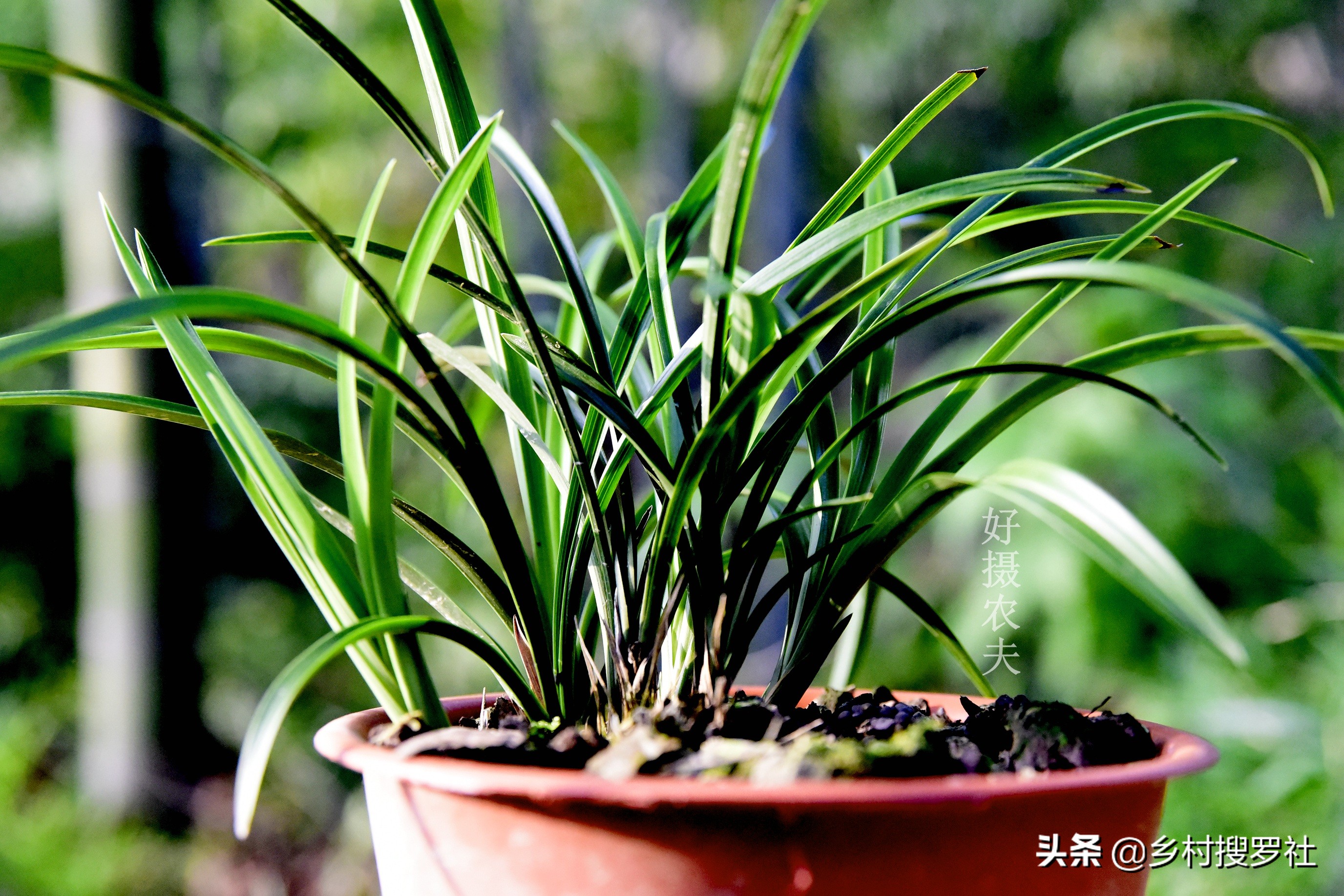 兰花叶片泛黄,如何处理?不必施肥,只需几块钱就可以