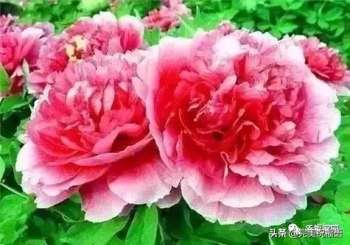 正月初九寓意的吉祥话,正月初九美好的祝福送给有缘的人