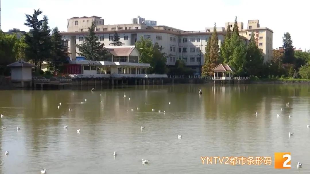 红嘴鸥带病毒么,红嘴鸥回昆明是否会携带新冠病毒