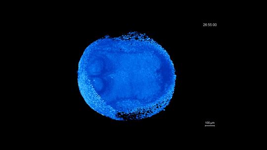 鹦鹉胚胎发育图,早期胚胎的发育全过程视频