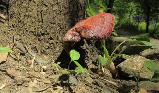 十大紧缺种植项目,种植业需要注意的问题