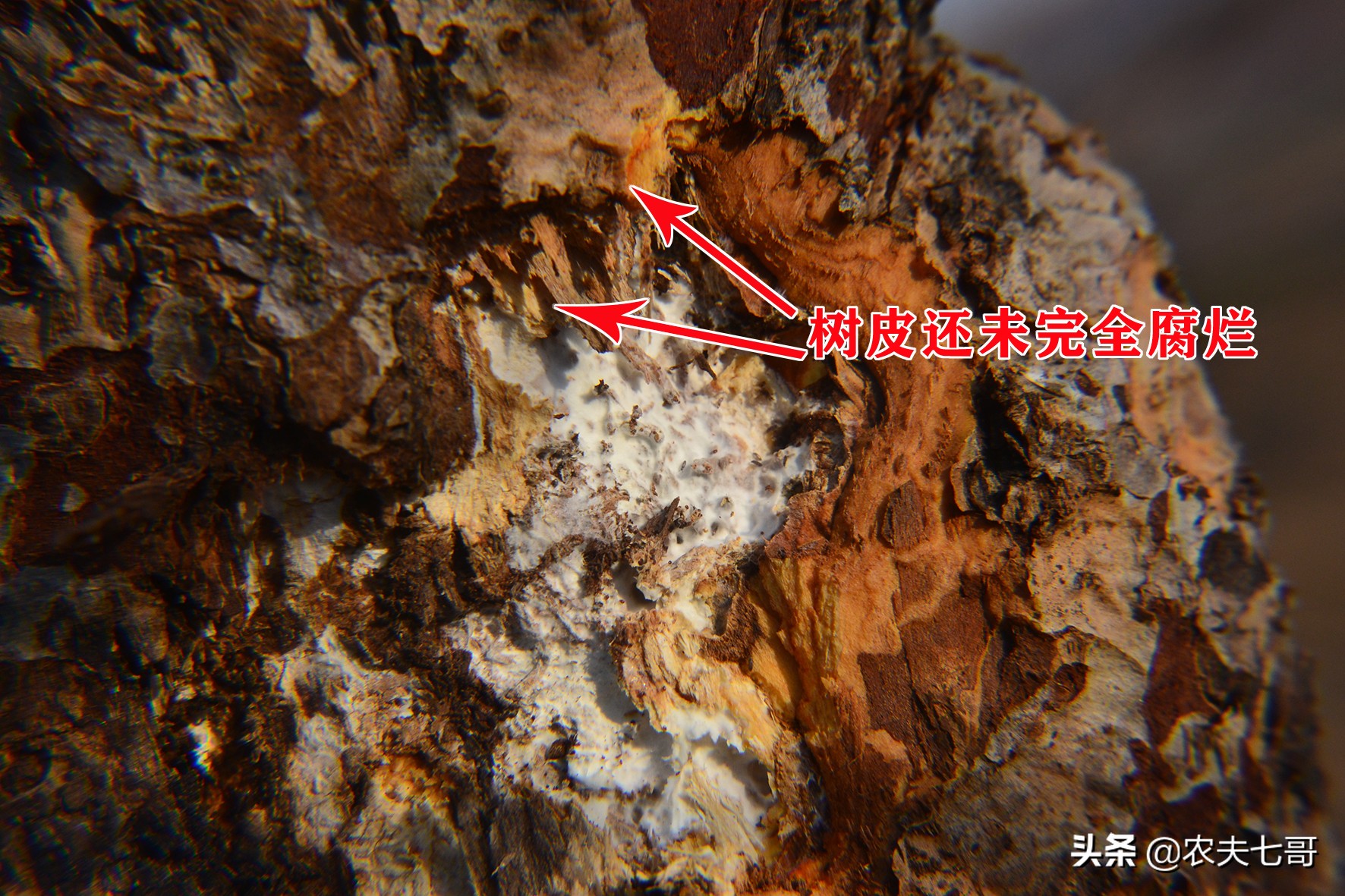 苹果树真菌病害,苹果树干木质部腐烂