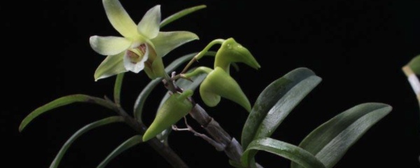 铁皮石斛怎么养是最好的,铁皮石斛怎么养生