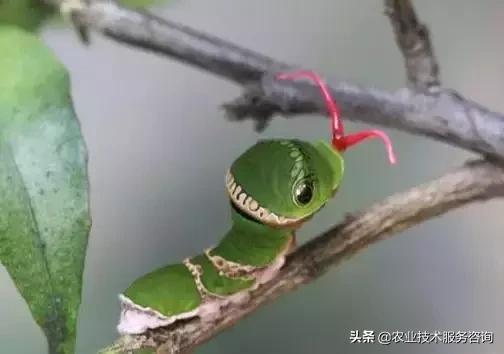 柑橘虫害高清图谱及防治方法,柑橘虫害物理消灭