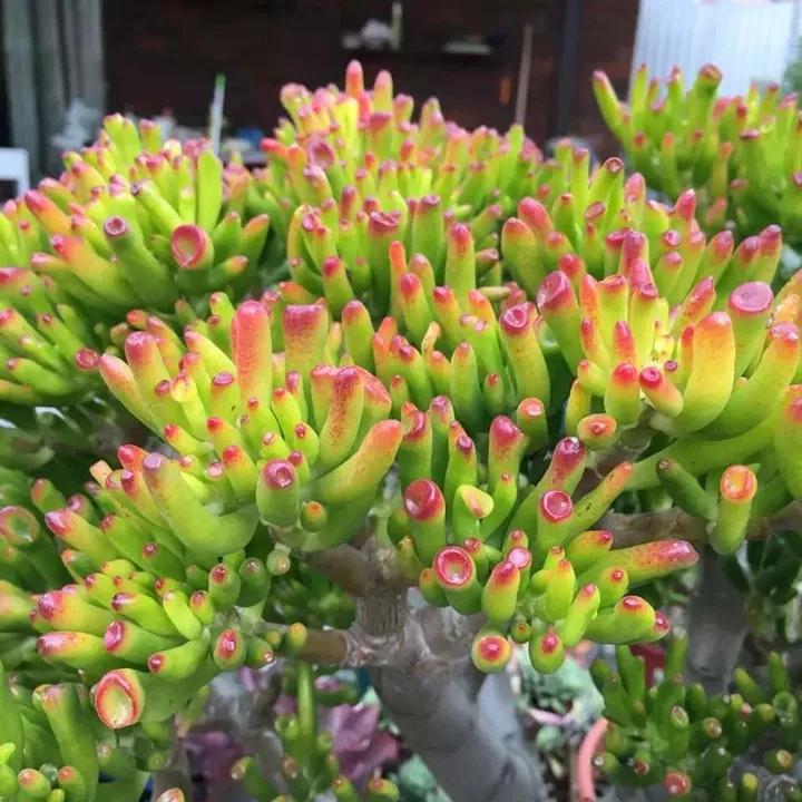 扦插花的养殖方法和技巧,养花扦插有妙招多肉