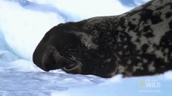 12个动物啪啪啪知识，最后一个想笑死谁？