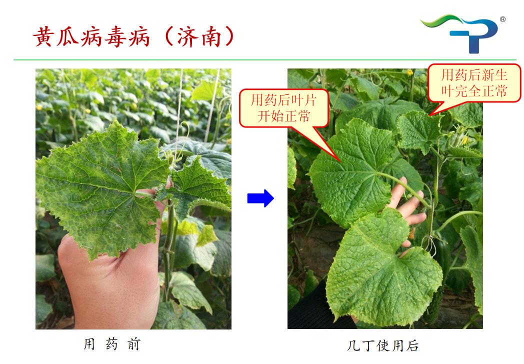 几丁聚糖农药作用机理,几丁聚糖在植物中的作用