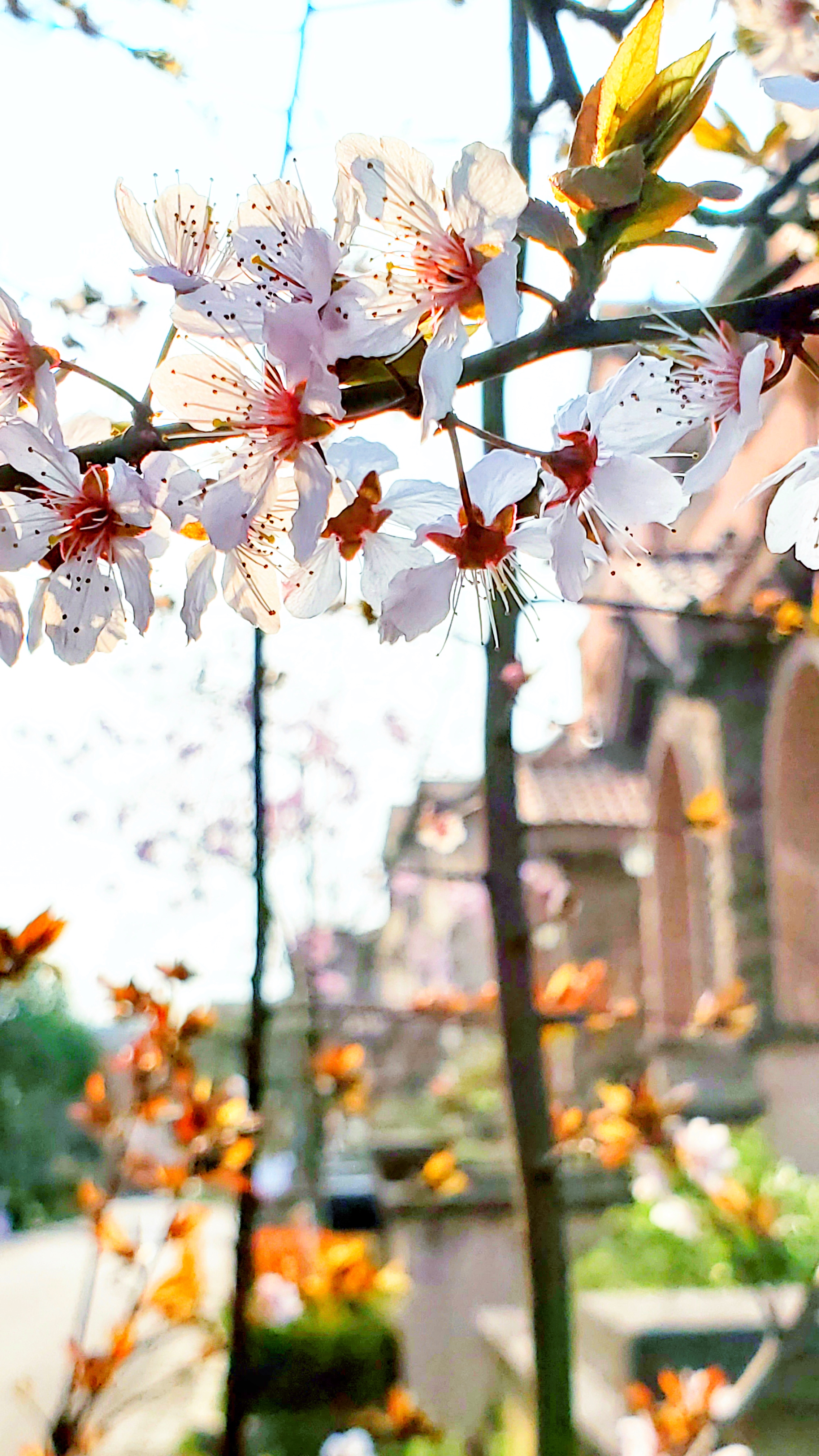 和春住。带着小神兽去踏青