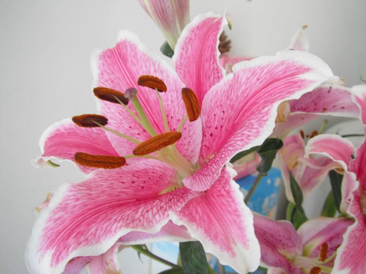 水养百合花苞没开就枯萎怎么办,百合的花苞怎么枯萎了