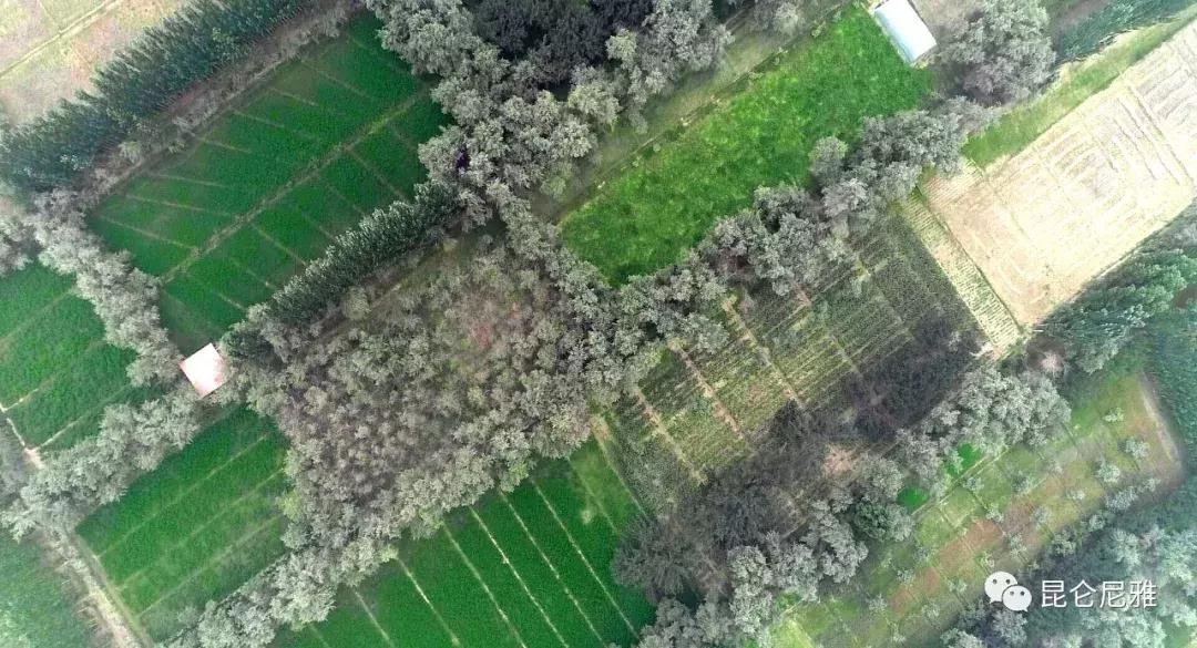 尼雅黑鸡是土鸡吗,尼雅黑鸡苗乌鲁木齐哪里售卖