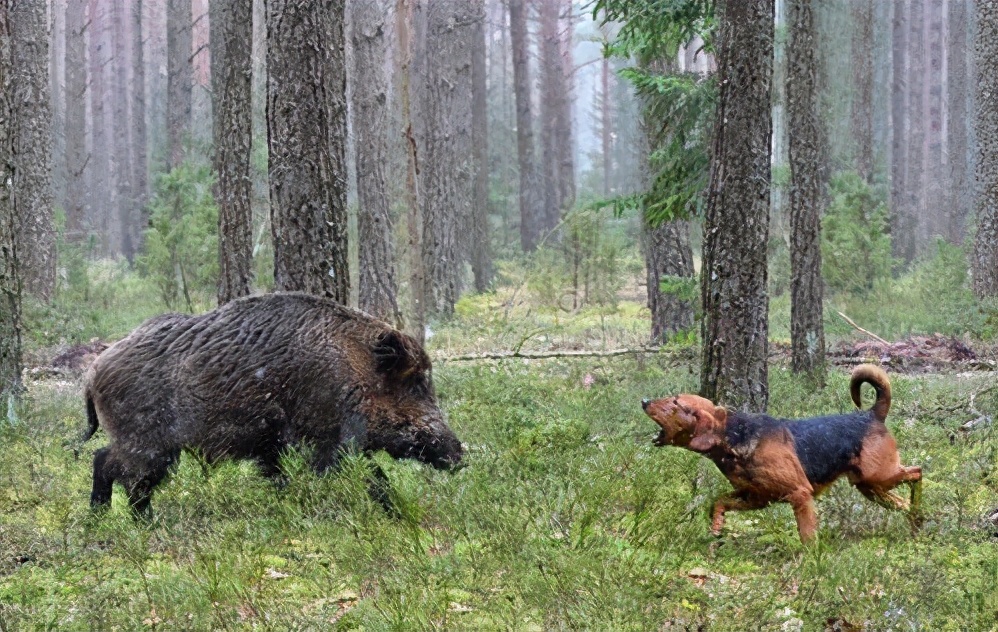 养猪大王2018,养猪大王致富经