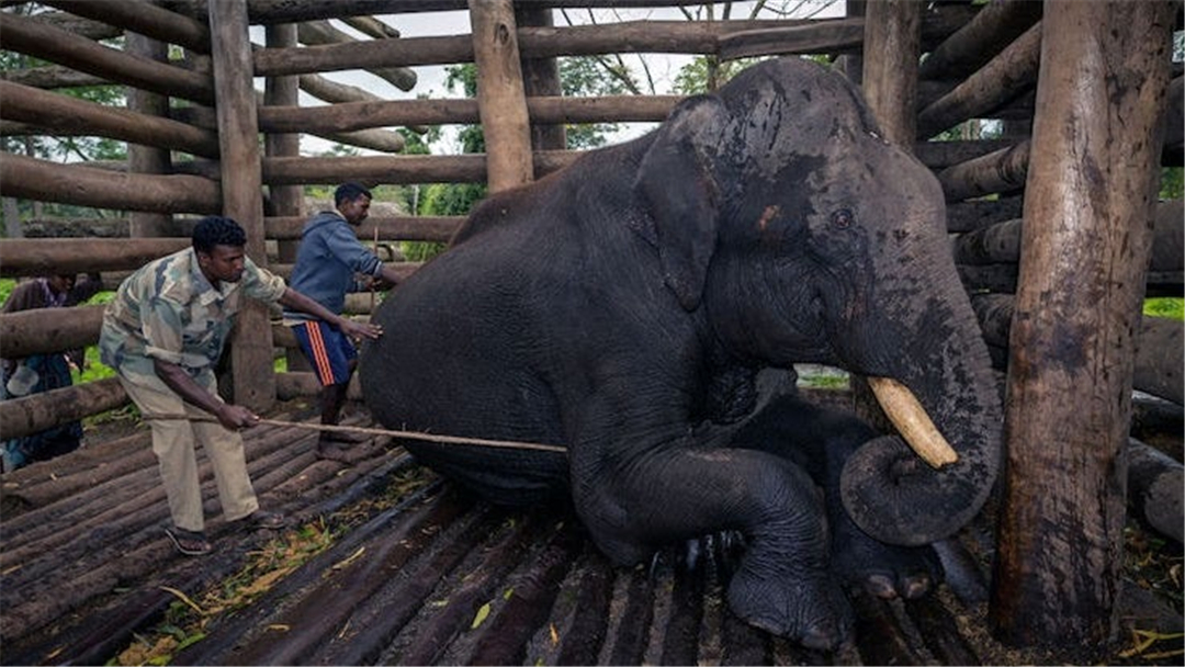 大象脚底可以感知很远的声音吗,大象听力来源于脚