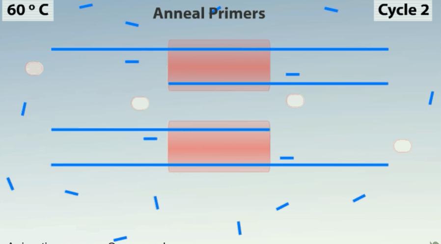 新型冠状病毒pcr检测操作规程,冠状病毒核酸检测pcr试剂