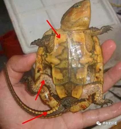 国龟鹰嘴新手入门教程,国龟鹰嘴视频大全