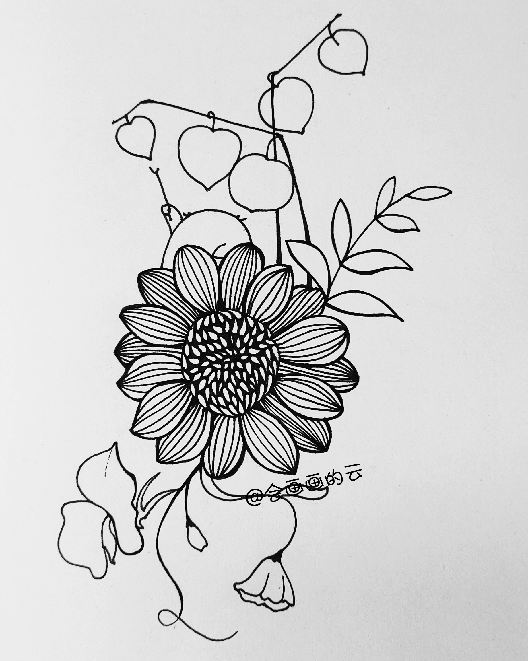 花卉线描简笔画,画花卉教程简笔画