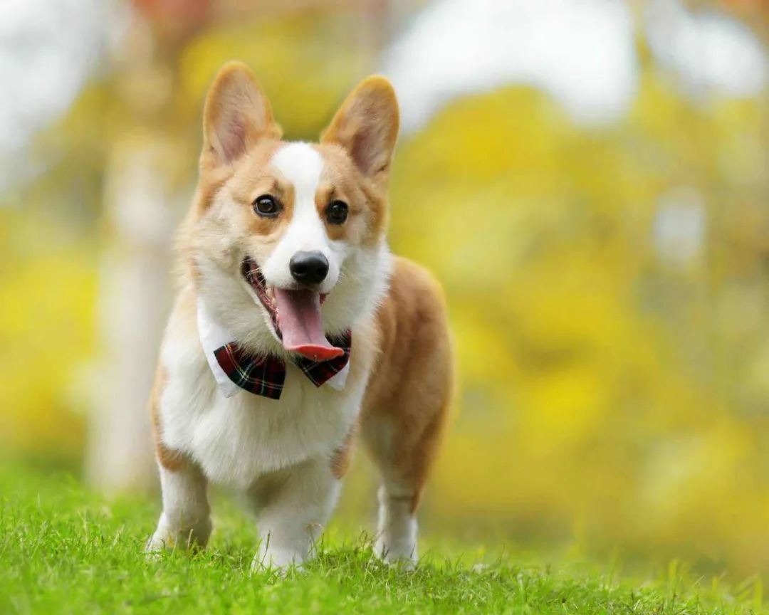 这9种狗狗最适合女人养了,最适合新手养的三种狗狗