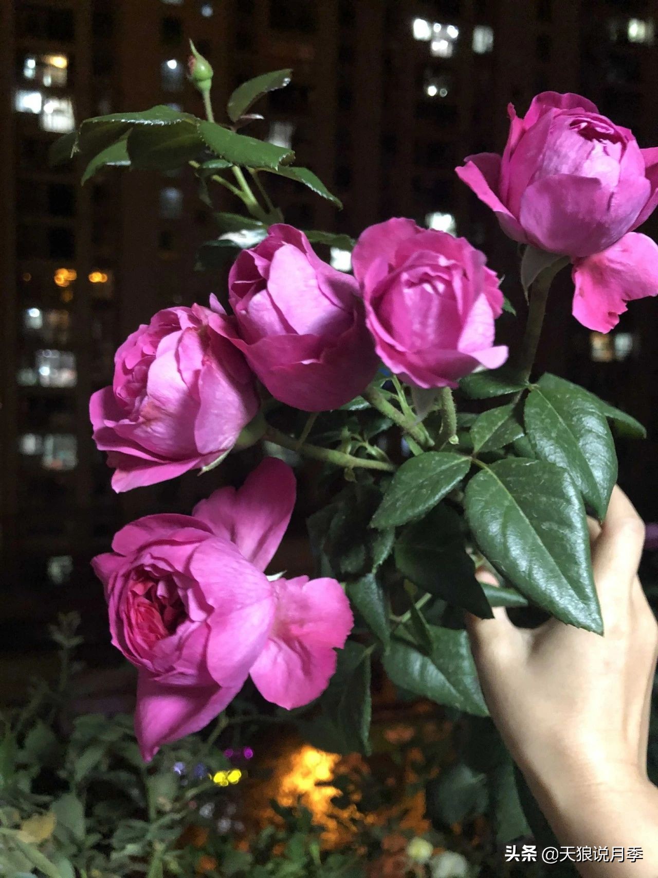 唤作「蔻丹」的月季,应该有怎样的风情?