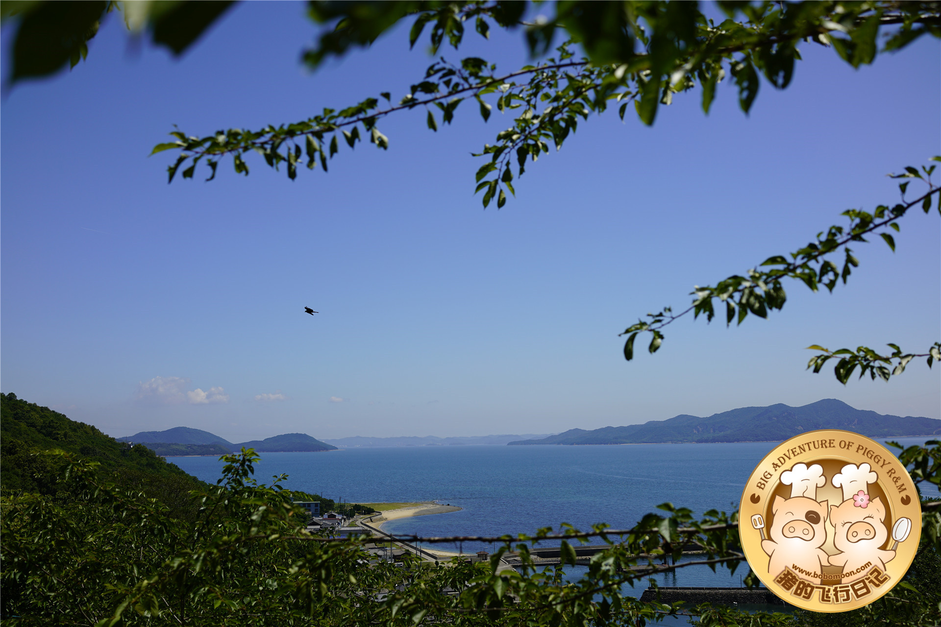 被铲屎官惊到的喵星人,让铲屎官瑟瑟发抖的喵星人