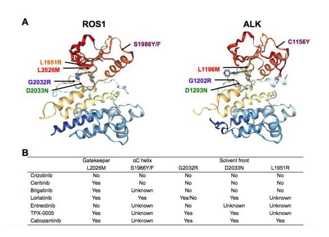 ros1基因融合治疗肺癌,ros1融合型肺癌