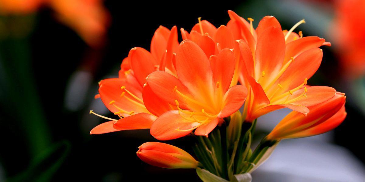 君子兰开花不出花苞是什么原因,君子兰出花苞怎样快速开花