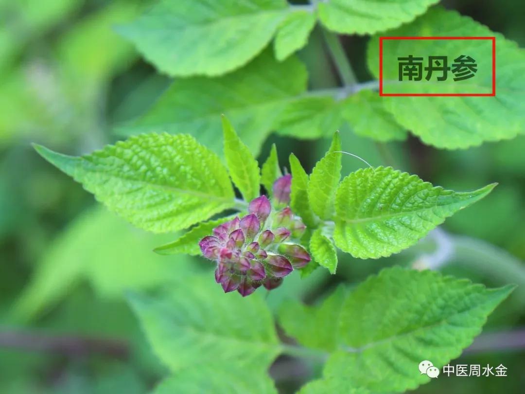 品味本草之美（第一季）